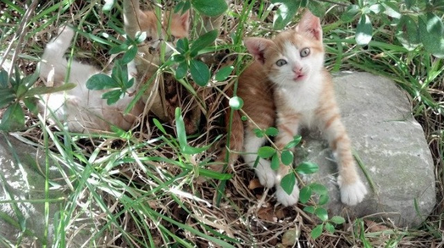 开云在线直播-_镜湖泛舟：湖上轻松乐趣多_，镜湖水上