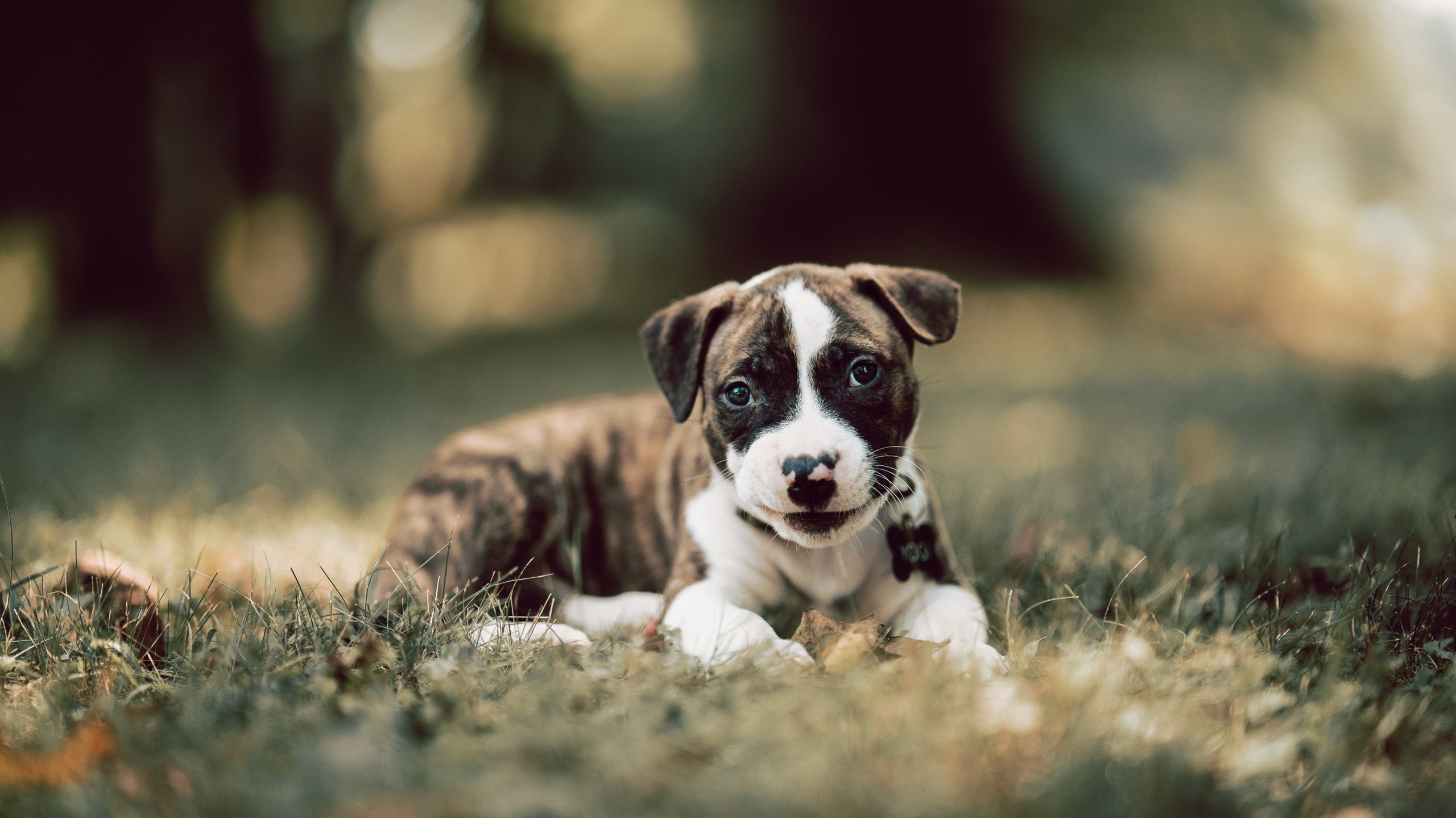 开云·体育全站登录地址-_运动员家庭故事：背后支持他们的亲情力量_，运动员家庭条件都很好吗